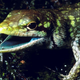 This skink from the highlands of Papua New Guinea has green blood due to high concentrations of the green bile pigment biliverdin.